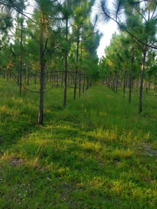 Let's go to the Country! Magnificent Country Home Site! - image 14