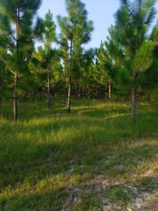 Let's go to the Country! Magnificent Country Home Site! - image 12