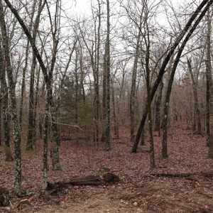 Ozarks Recreation and Building Property with Vista View - image 5