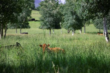 Mountain Recreation Property Paonia Colorado - image 1