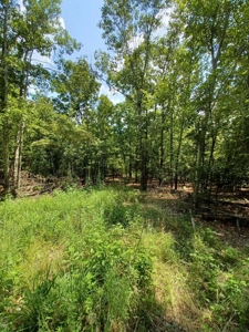 Surveyed Land for Sale in Southern Missouri - image 6