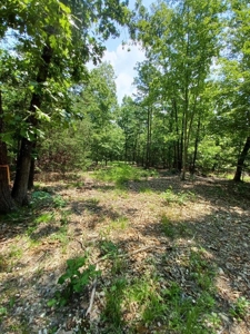 Surveyed Land for Sale in Southern Missouri - image 4