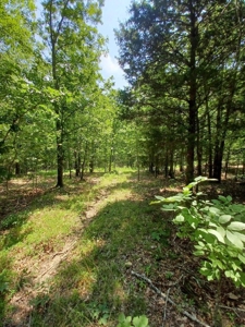 Surveyed Land for Sale in Southern Missouri - image 2