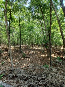 Surveyed Land for Sale in Southern Missouri - image 5