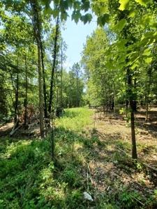Surveyed Land for Sale in Southern Missouri - image 3