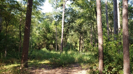 Double Lot For Sale In Established Lake Palestine Community - image 5