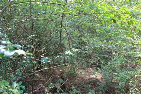 Residential and/or Commercial Lot For Sale in Gladewater, TX - image 9