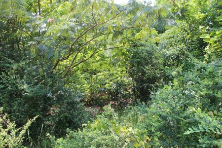 Residential and/or Commercial Lot For Sale in Gladewater, TX - image 4