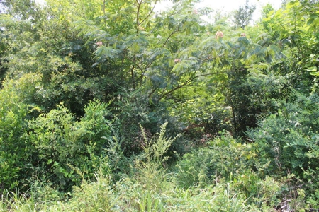 Residential and/or Commercial Lot For Sale in Gladewater, TX - image 10