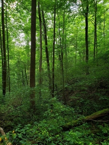 81 Acres  Unrestricted Land with spring for Sale in East TN - image 4