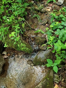 81 Acres  Unrestricted Land with spring for Sale in East TN - image 8
