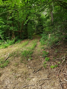 81 Acres  Unrestricted Land with spring for Sale in East TN - image 11