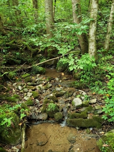 81 Acres  Unrestricted Land with spring for Sale in East TN - image 7