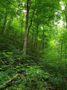 81 Acres  Unrestricted Land with spring for Sale in East TN - image 3