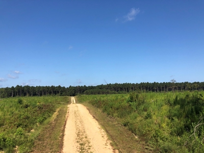 Recreational Pine Timberland /w utilities near Sheridan, AR - image 17