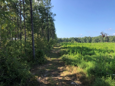 Recreational Pine Timberland /w utilities near Sheridan, AR - image 16