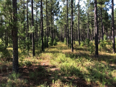 Recreational Pine Timberland /w utilities near Sheridan, AR - image 29