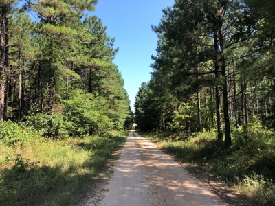Recreational Pine Timberland /w utilities near Sheridan, AR - image 37
