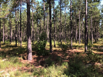 Recreational Pine Timberland /w utilities near Sheridan, AR - image 27