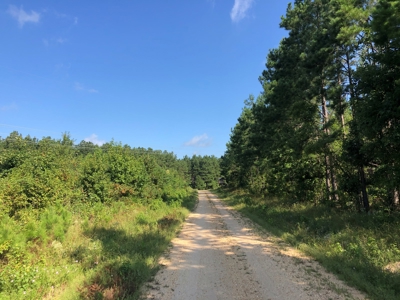 Recreational Pine Timberland /w utilities near Sheridan, AR - image 14