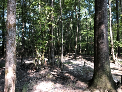Recreational Pine Timberland /w utilities near Sheridan, AR - image 20