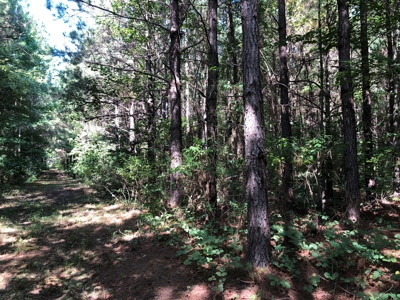 Recreational Pine Timberland /w utilities near Sheridan, AR - image 34