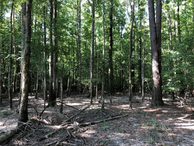 Recreational Pine Timberland /w utilities near Sheridan, AR - image 21
