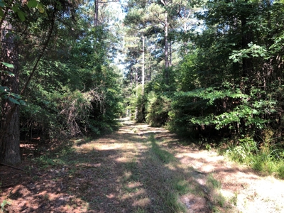 Recreational Pine Timberland /w utilities near Sheridan, AR - image 18