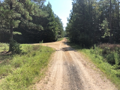 Recreational Pine Timberland /w utilities near Sheridan, AR - image 28
