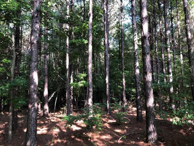 Recreational Pine Timberland /w utilities near Sheridan, AR - image 7