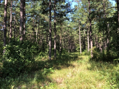 Recreational Pine Timberland /w utilities near Sheridan, AR - image 23