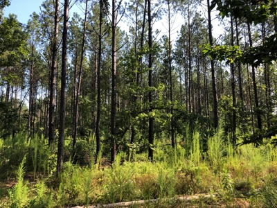 Recreational Pine Timberland /w utilities near Sheridan, AR - image 10