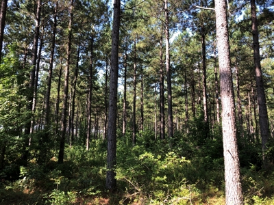 Recreational Pine Timberland /w utilities near Sheridan, AR - image 15