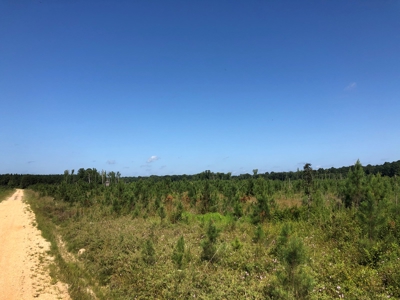 Recreational Pine Timberland /w utilities near Sheridan, AR - image 30