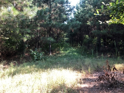 Recreational Pine Timberland /w utilities near Sheridan, AR - image 9