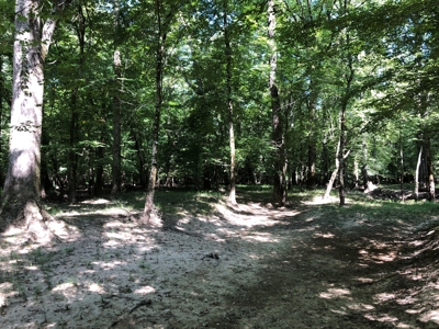 Recreational Pine Timberland /w utilities near Sheridan, AR - image 33