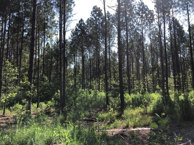 Recreational Pine Timberland /w utilities near Sheridan, AR - image 13