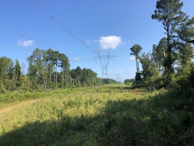 Recreational Pine Timberland /w utilities near Sheridan, AR - image 11