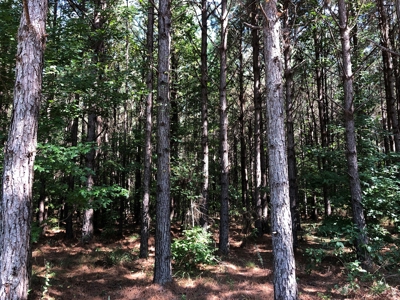 Recreational Pine Timberland /w utilities near Sheridan, AR - image 26