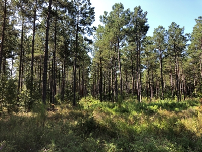 Recreational Pine Timberland /w utilities near Sheridan, AR - image 25