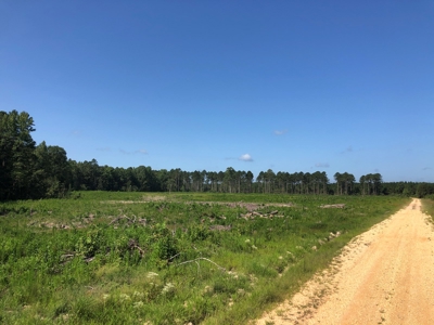 Recreational Pine Timberland /w utilities near Sheridan, AR - image 31
