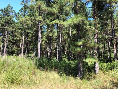 Recreational Pine Timberland /w utilities near Sheridan, AR - image 36