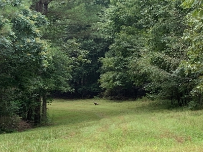 Large Farm For Sale In Tennessee With Lake,Creeks & Ponds - image 13