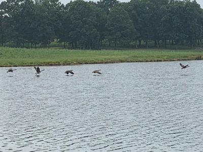 Large Farm For Sale In Tennessee With Lake,Creeks & Ponds - image 3