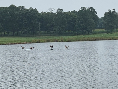 Large Farm For Sale In Tennessee With Lake,Creeks & Ponds - image 4