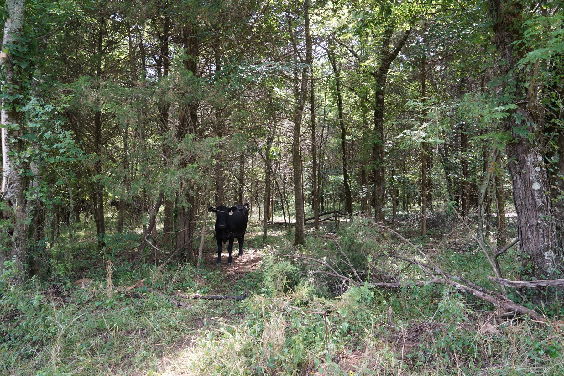 Ouachita National Forest Cabin Site In Southeast Oklahoma - image 10