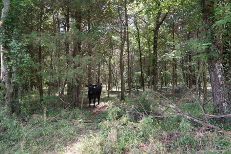 Private Cabin Site Southeast Oklahoma Near Hochatown - image 12