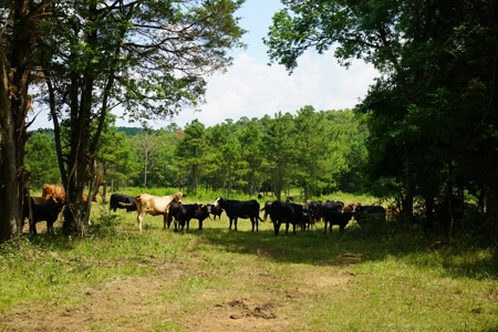 Private Cabin Site Southeast Oklahoma Near Hochatown - image 10