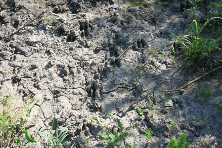 Land for Sale in Northwest Missouri - image 9