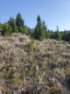 Vacant Land For Sale in Historic District - image 21